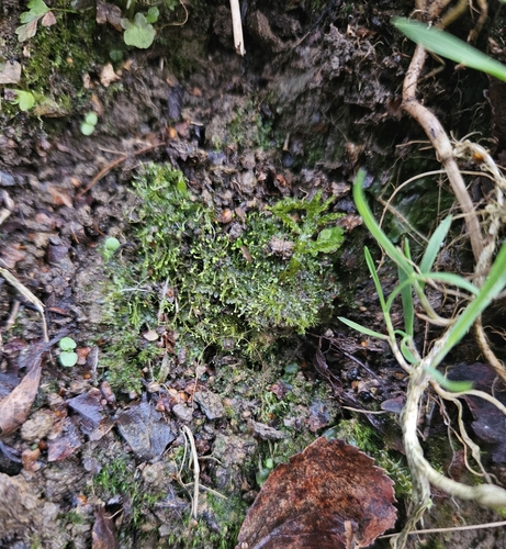 Image of Asperifolia arguta by (c) Helen Waterman, some rights reserved (CC BY)
