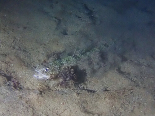 Atlantic lizardfish (Synodus saurus) — Synodontidae — 2