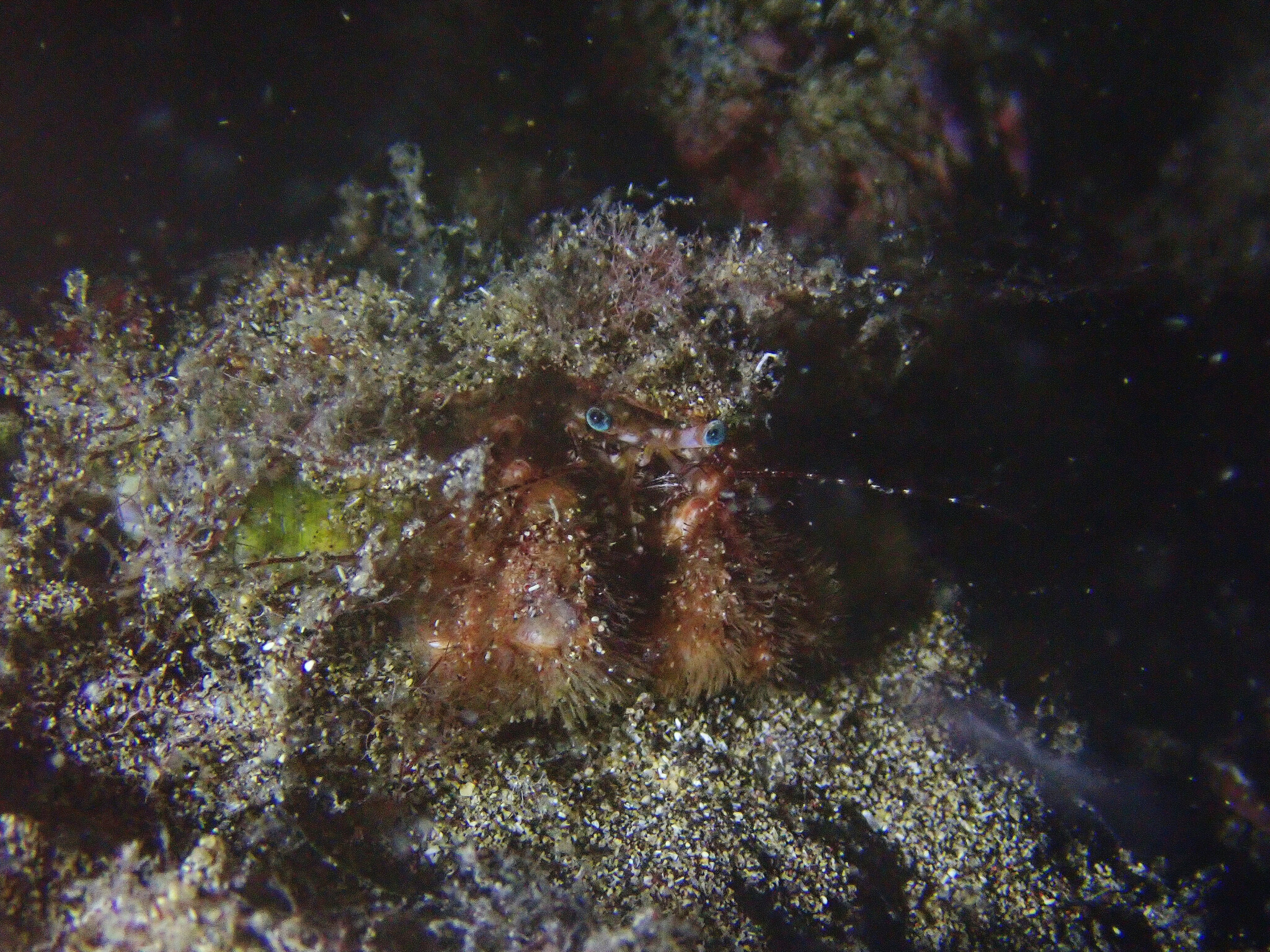 Pagurus cuanensis