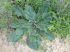 Mandragora officinarum, photograph (c) Sheelagh Halsey, some rights reserved (CC BY)