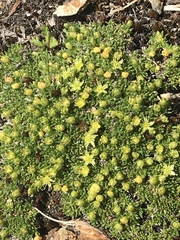 Cherleria sedoides