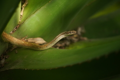 Terre-De-Haut Racer photo 5