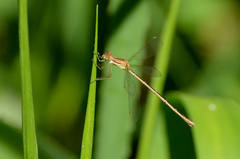Lestes undulatus