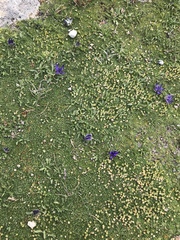 Phyteuma globulariifolium