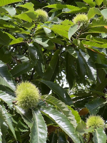 Sweet Chestnut