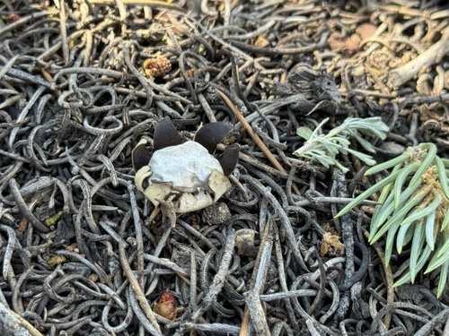 Geastrum