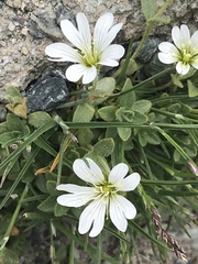 Cerastium uniflorum