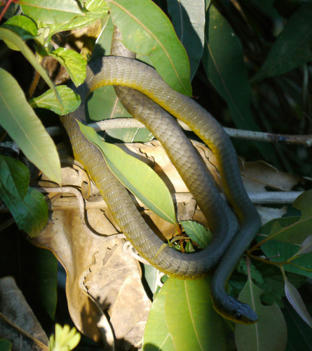 Common Tree Snake sighting