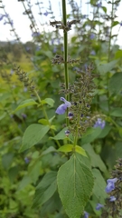 Salvia longispicata