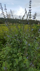 Salvia longispicata
