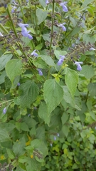 Salvia longispicata