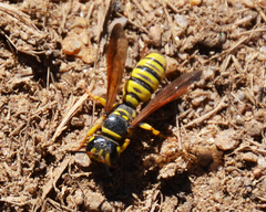 Eucerceris provancheri