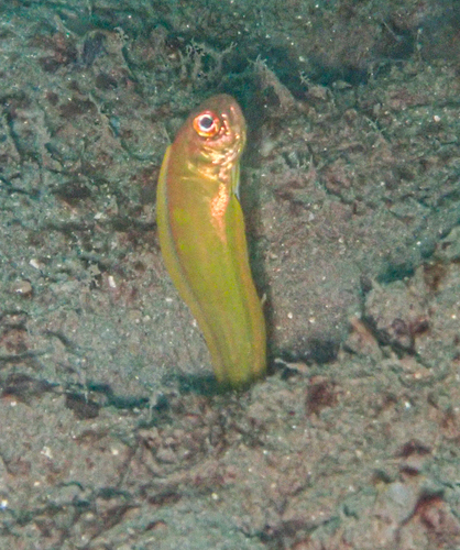 Bandfish (Acanthocepola abbreviata) — Cepolidae