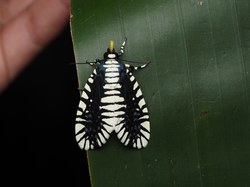 Apsarasa