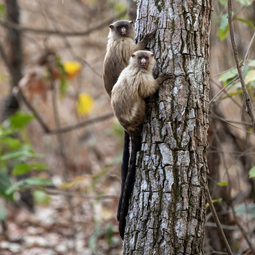 Black-tailed Marmoset