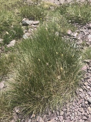 Oreochloa disticha