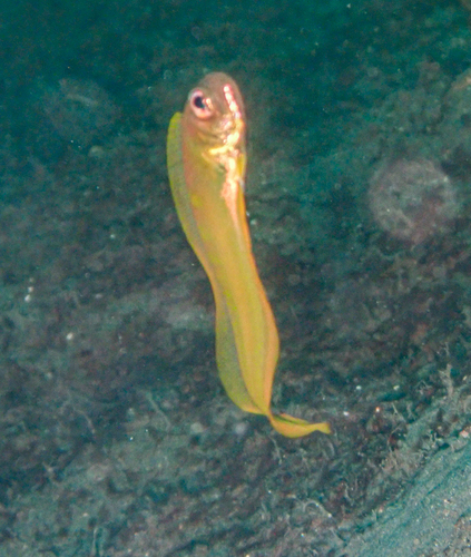 Bandfish (Acanthocepola abbreviata) — Cepolidae