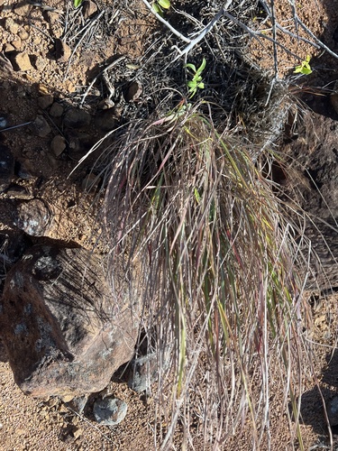 Heteropogon contortus observed 2024-12-31