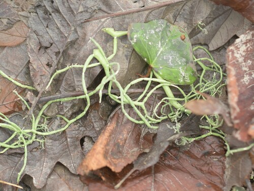 string-of-sausage lichen