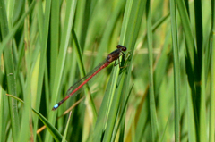 Oxyagrion rubidum