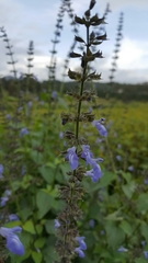 Salvia longispicata