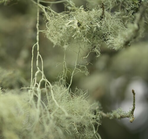 string-of-sausage lichen