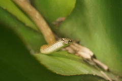 Terre-De-Haut Racer photo 4