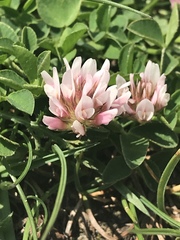 Trifolium thalii