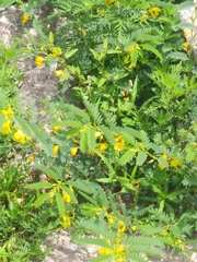 Chamaecrista fasciculata