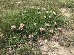 Trifolium thalii