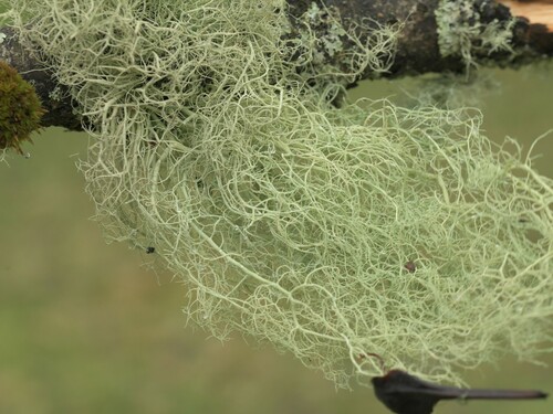 string-of-sausage lichen