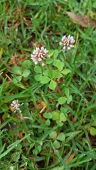 Trifolium amabile
