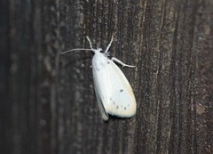 Miltochrista calamina