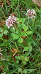 Trifolium amabile