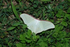 Actias artemis
