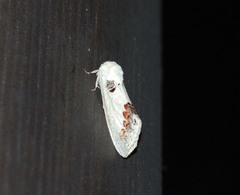 Phalera flavescens