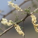 Acacia hamulosa
