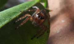 Salticidae