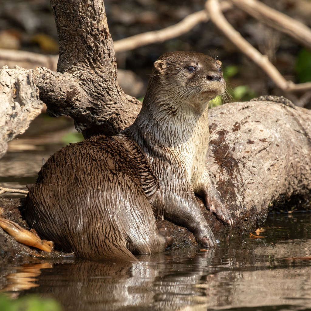 Southwestern Neotropical River Otter