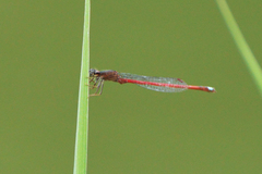 Oxyagrion rubidum