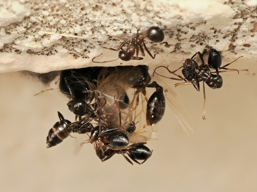 Ant-eating theridiid