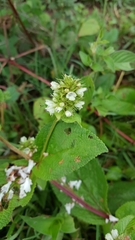 Lepechinia caulescens