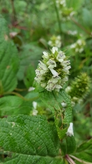 Lepechinia caulescens