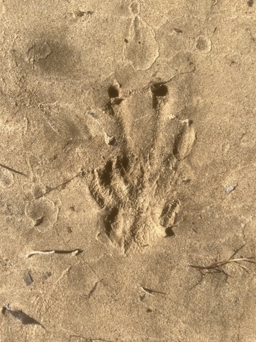 American Beaver photographed in Alabama