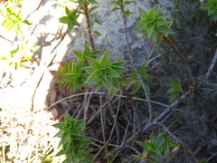 Cliffortia integerrima