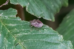 Halyomorpha halys