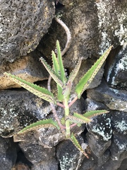 Kalanchoe daigremontiana