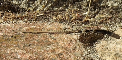 Podarcis guadarramae guadarramae