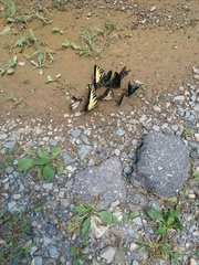 Papilio glaucus