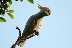 Cacatua sulphurea